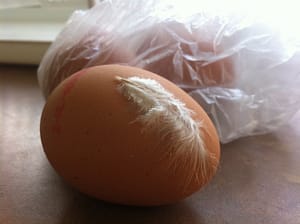 The Third World Egg
